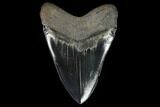 Serrated, Fossil Megalodon Tooth - Beautiful Enamel #129448-2